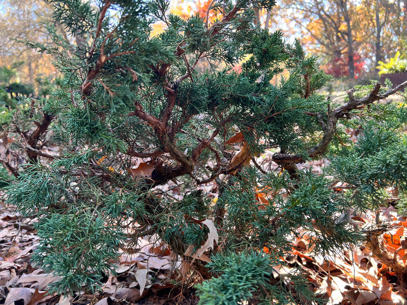 Shimpaku Juniper Bonsai