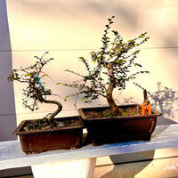 Catlin Chinese Elm -Ulmus parvifolia