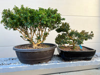 Kingsville Dwarf Boxwood Bonsai