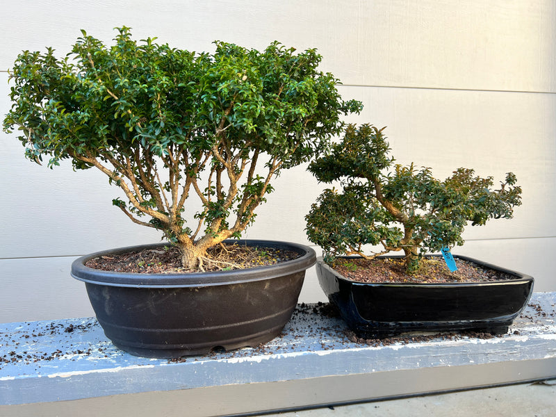 Kingsville Dwarf Boxwood Bonsai