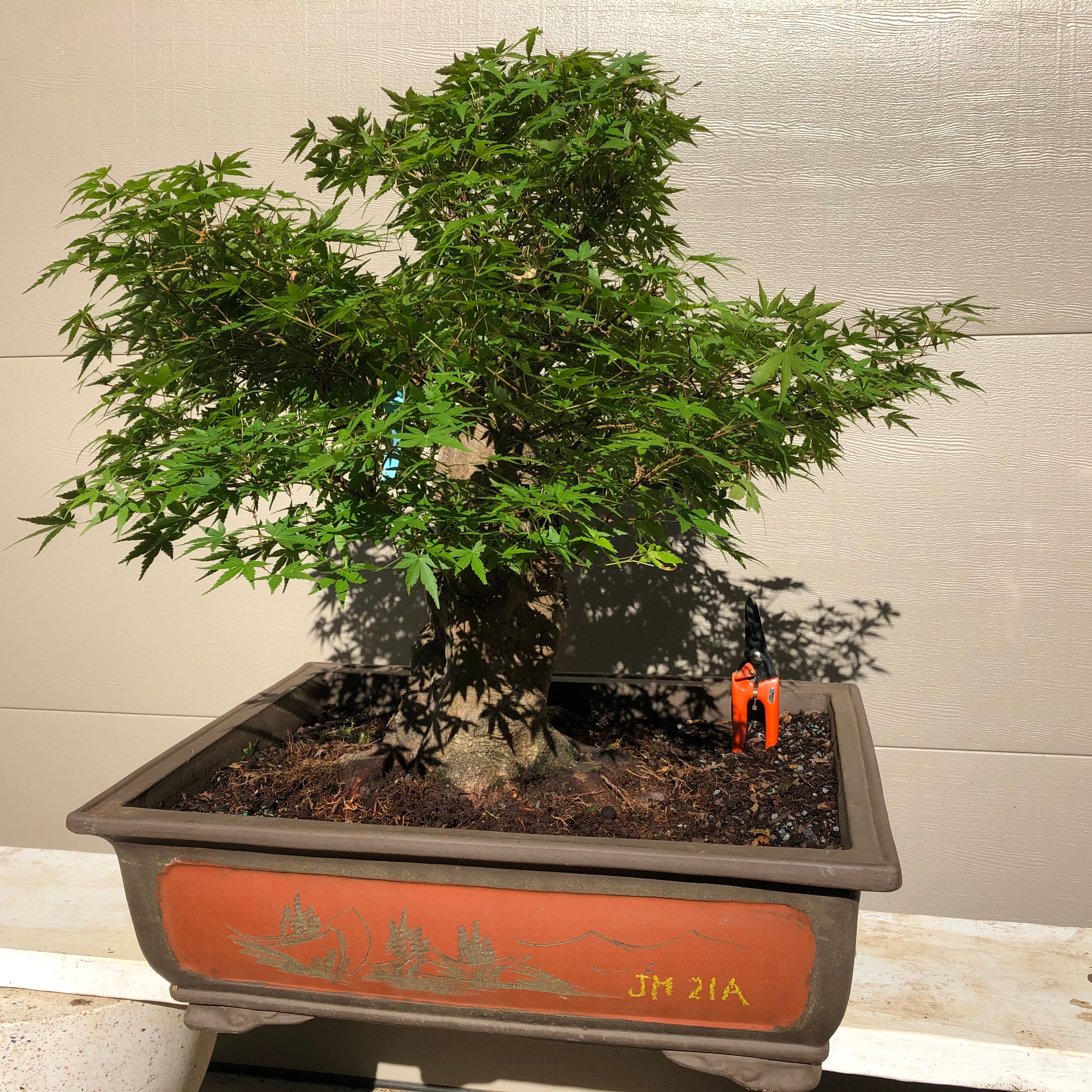 Japanese Maple Bonsai Tree 25JM80 – Bella Bonsai Nursery