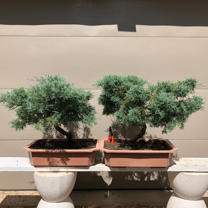 Grey Owl Juniper Bonsai