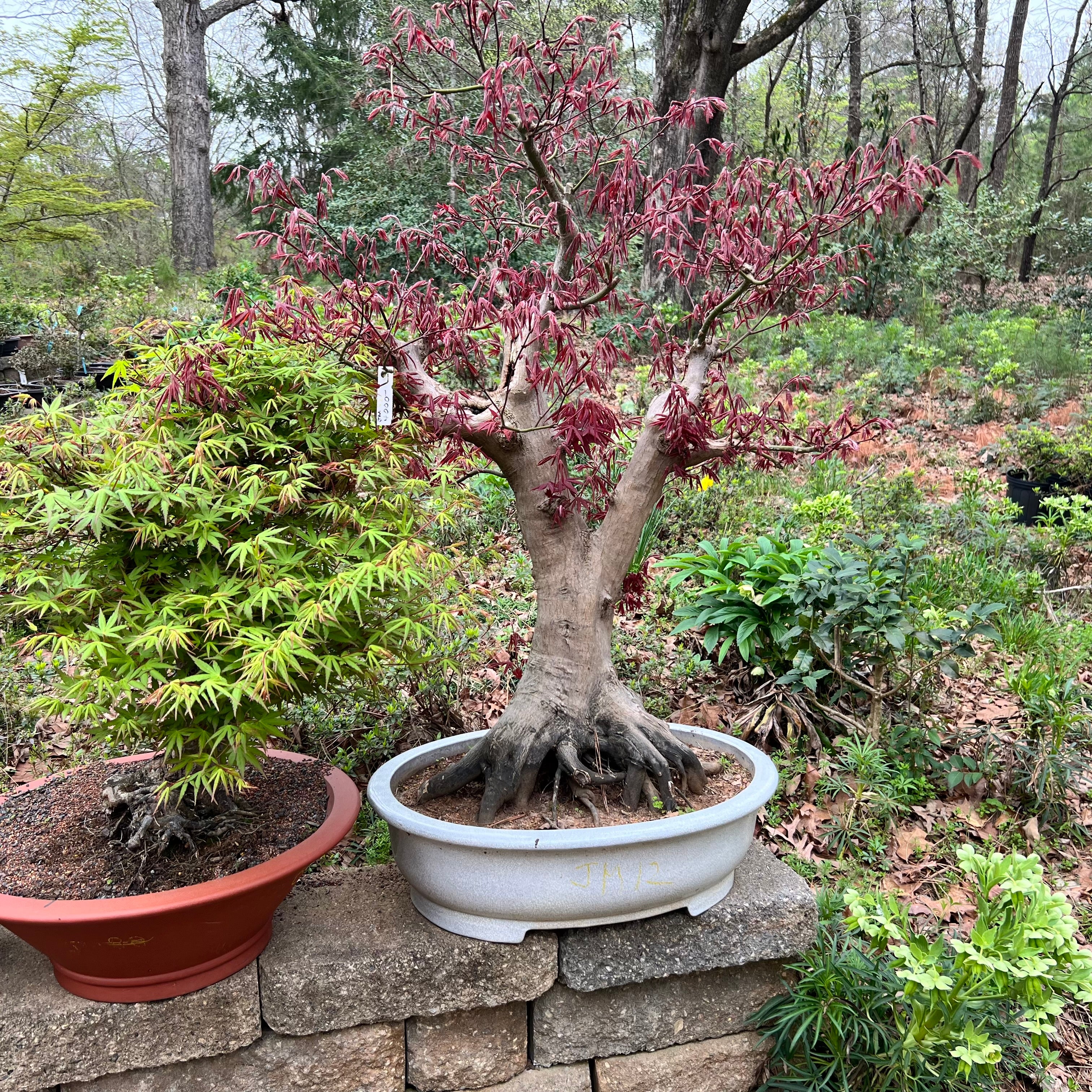 Japanese Maple Bonsai Tree 25JM72 – Bella Bonsai Nursery