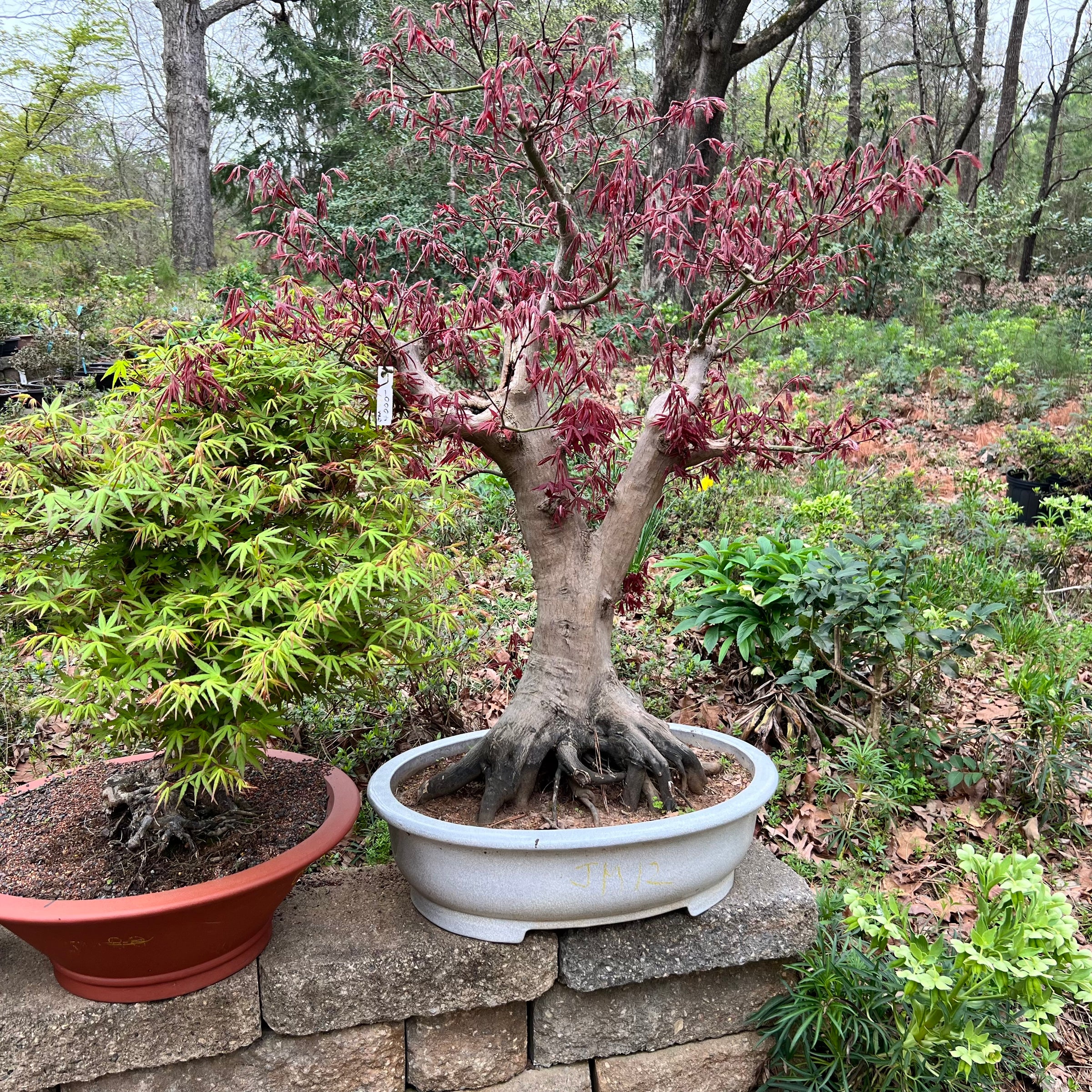 bonsai trees from japan for sale Japanese Maple Bonsai Tree 25JM72 – Bella Bonsai Nursery