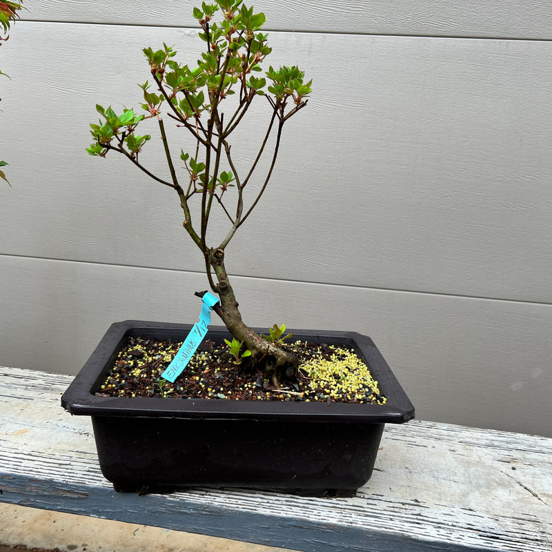 Redvein Enkianthus Bonsai Tree