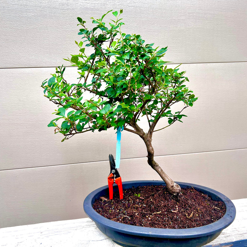 Japanese Snowbell Bonsai Tree