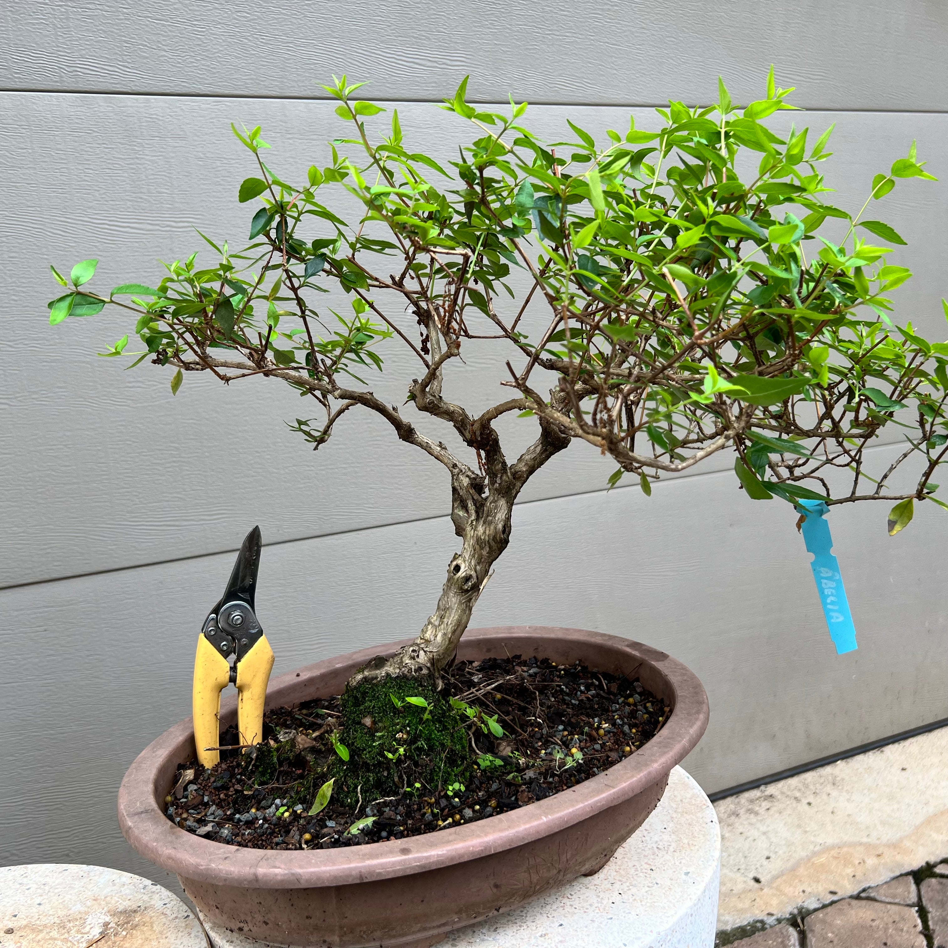 Abelia Bonsai Tree – Bella Bonsai Nursery