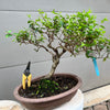 Abelia Bonsai Tree