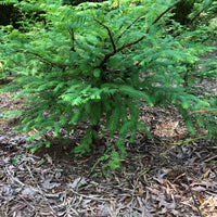 Dawn Redwood Bonsai Tree