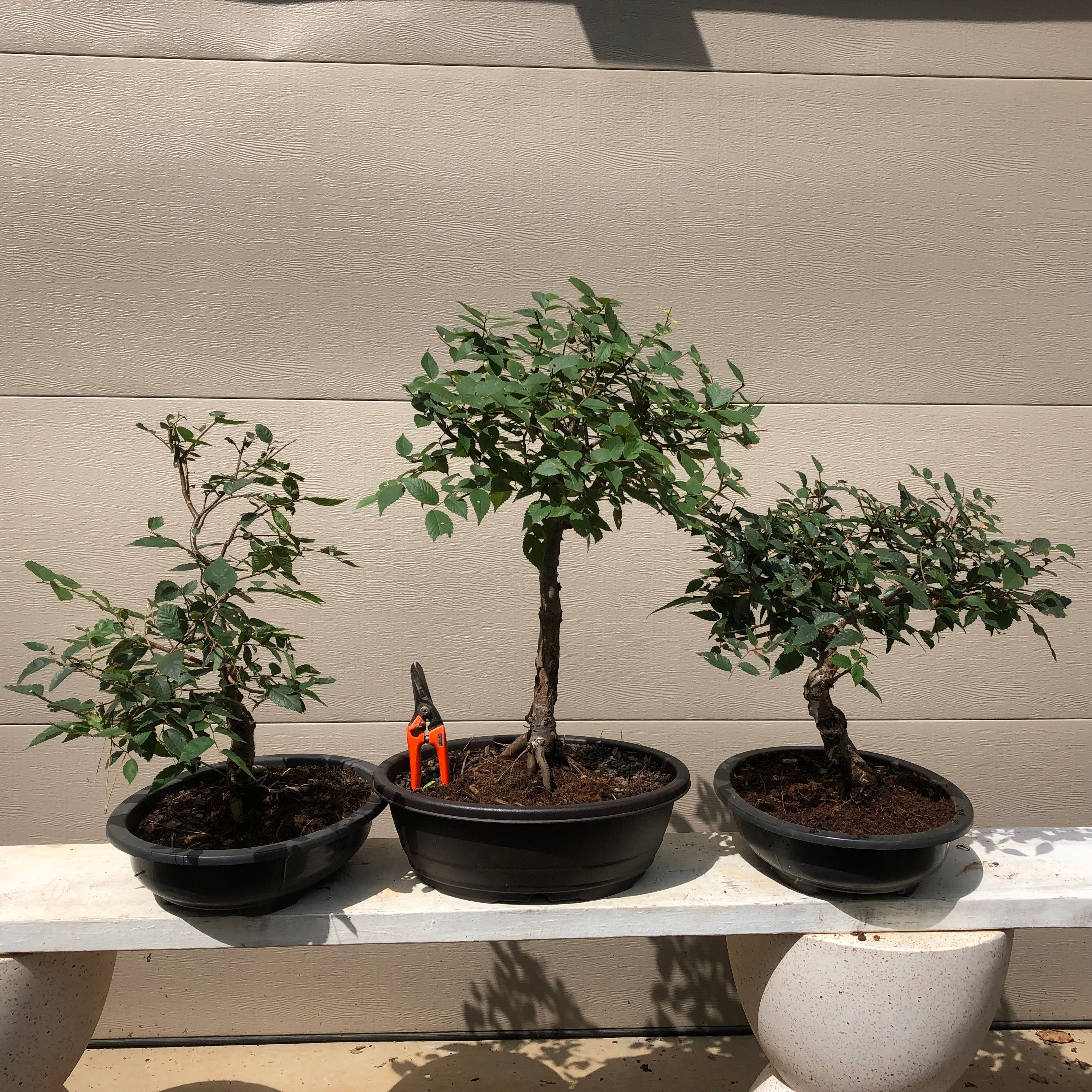 Japanese Zelkova #2 Bonsai Tree – Bella Bonsai Nursery