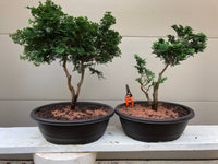 Hinoki Cypress