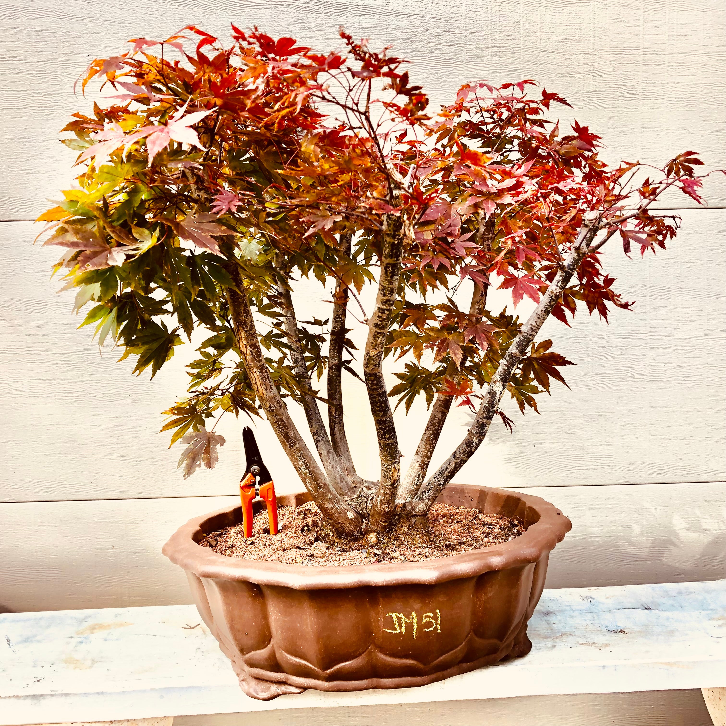 盆栽 Japanese bonsai Mosaic Rectangular Vase 8