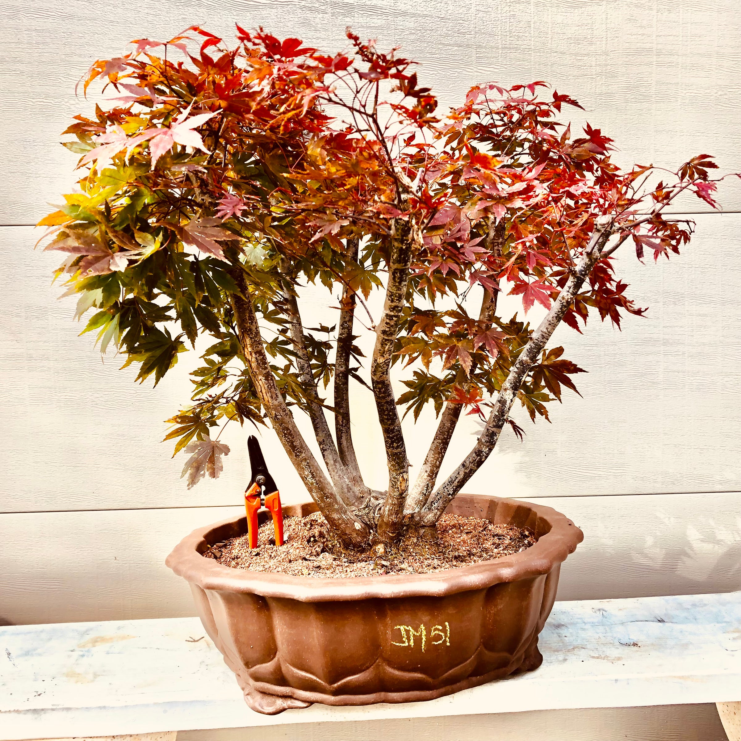 acer bonsai tree Japanese Maple Bonsai Tree 25JM49 – Bella Bonsai Nursery