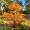 Baldcypress Bonsai Tree 3