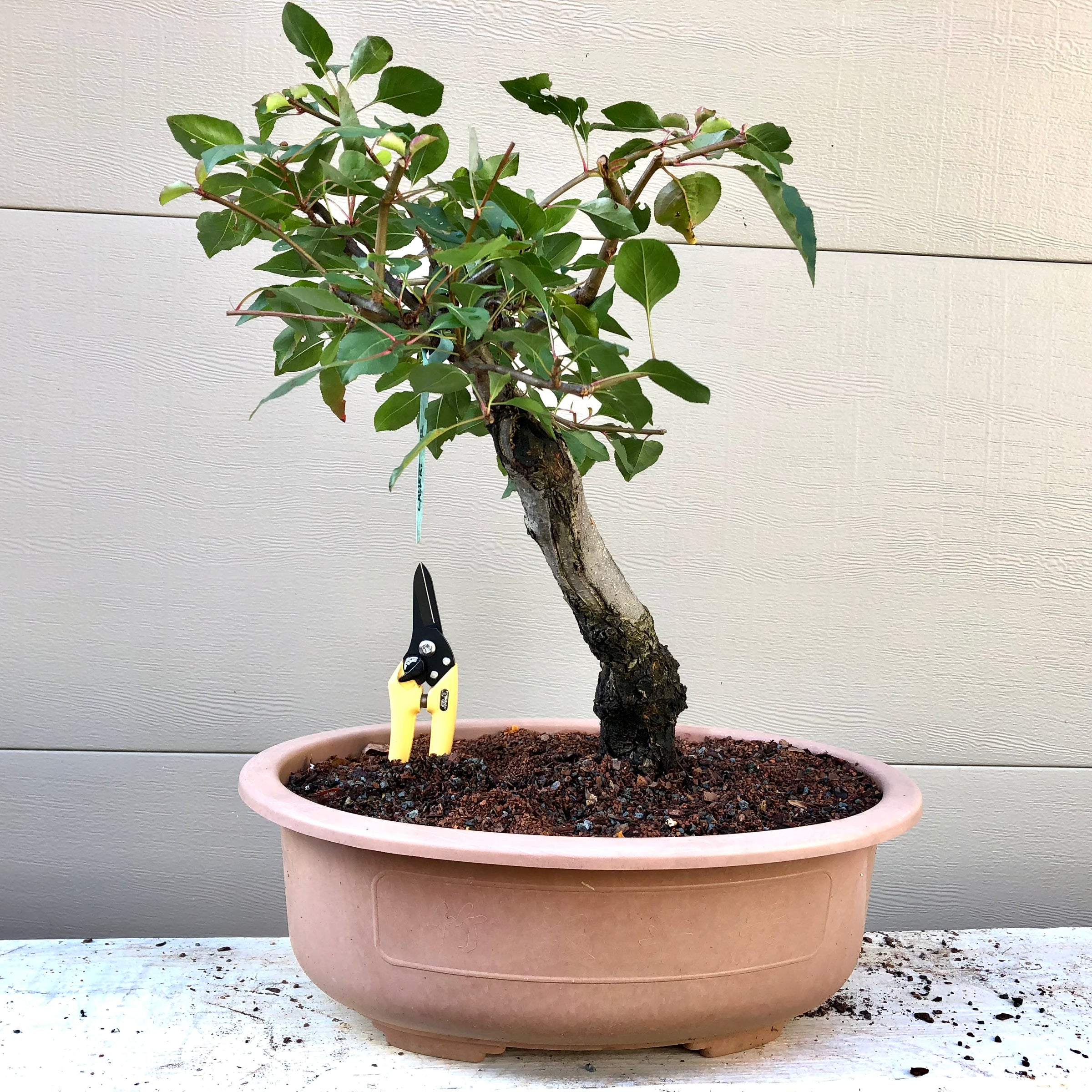 bonsai pear tree Callery Pear Bonsai – Bella Bonsai Nursery