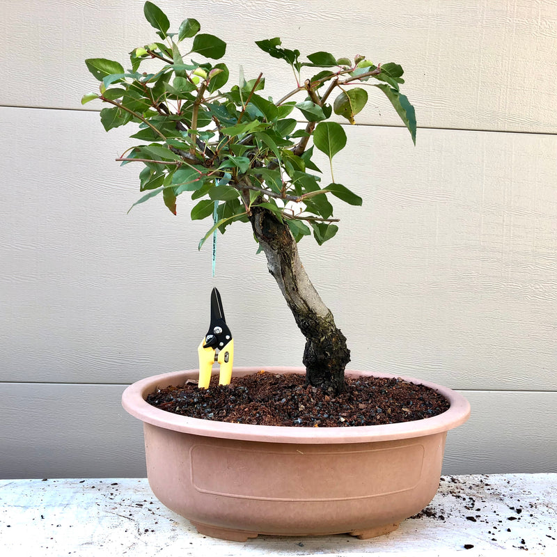 Callery Pear Bonsai