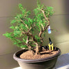 Sea Green Chinese Juniper Bonsai 25SG11
