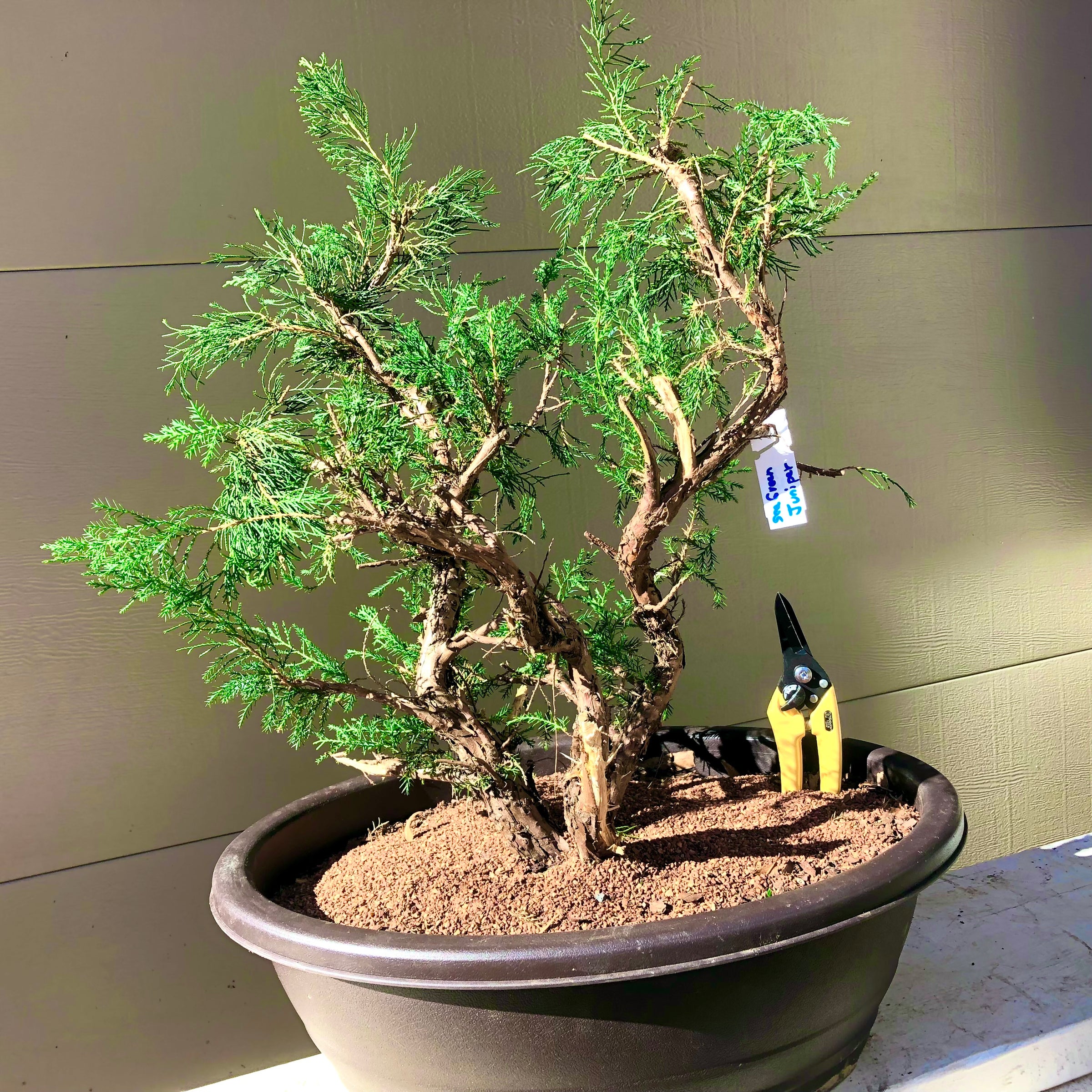 Sea Green Chinese Juniper Bonsai 25SG11
