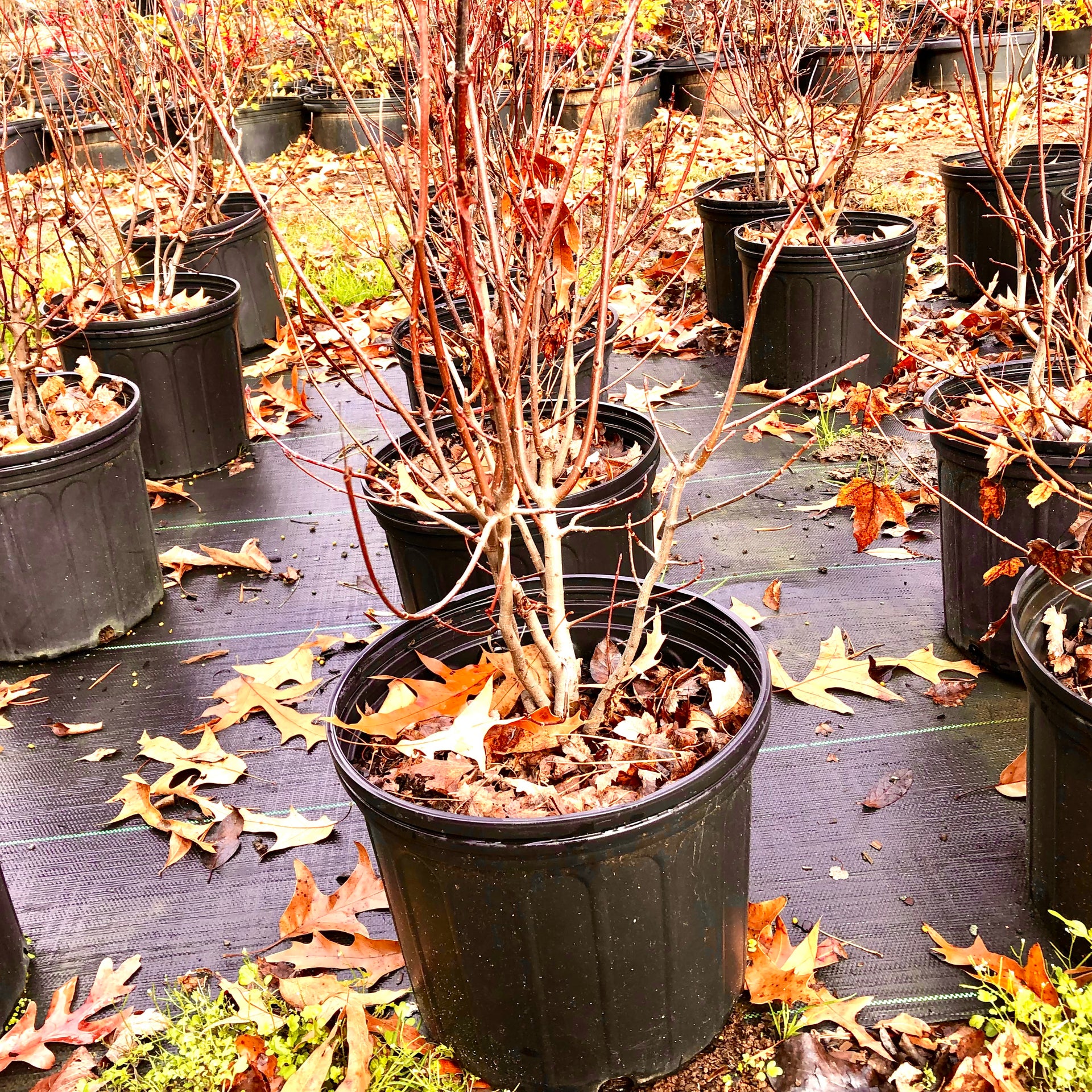 Red Maple Bonsai Tree – Bella Bonsai Nursery
