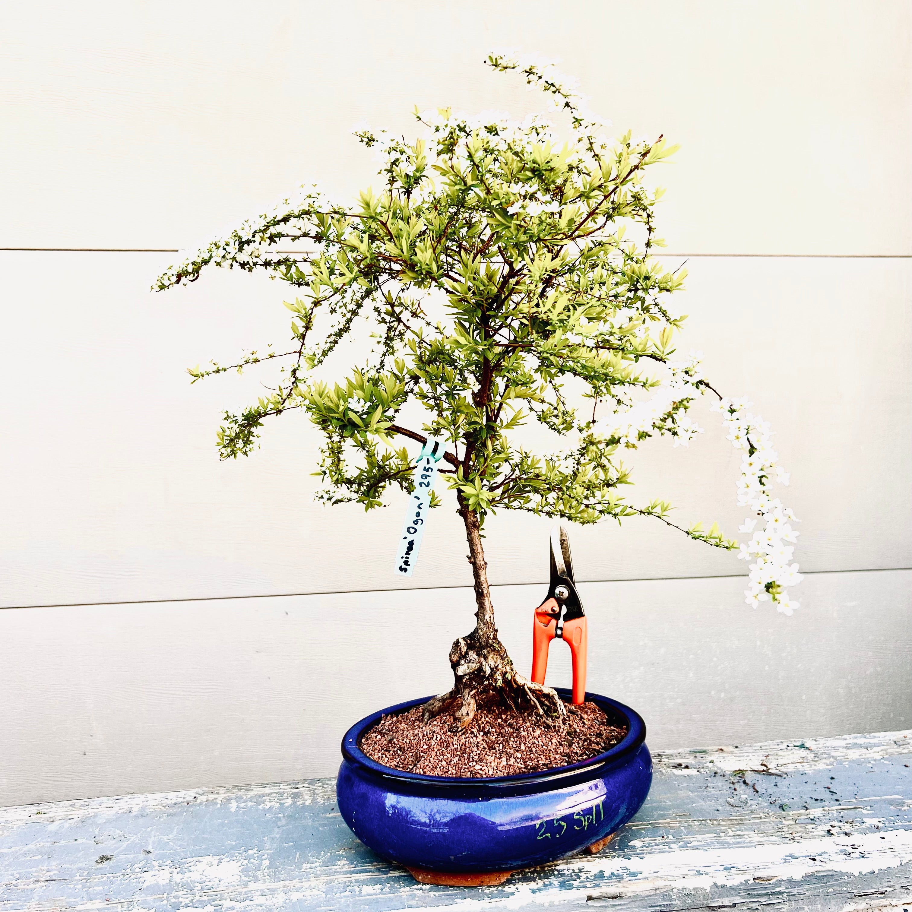 BECOME TREE ピアス　両耳 Become tree 2025年最新】become tree ピアスの人気アイテム - メルカリ