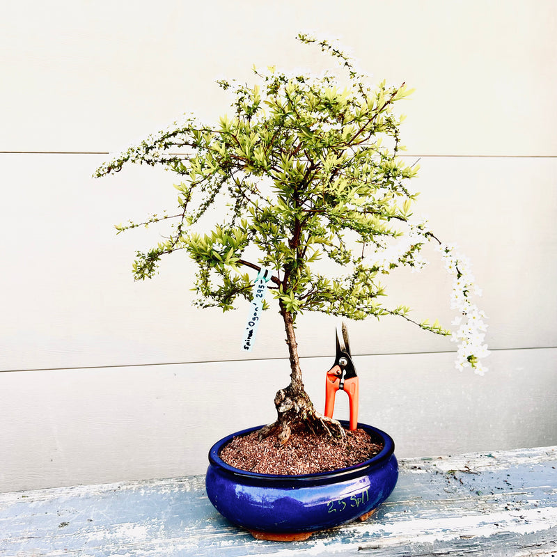 bonsai tree with green and white leaves Japanese Spirea 'Ogon' Bonsai Tree – Bella Bonsai Nursery