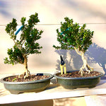 Buxus Boxwood varieties Bonsai Trees