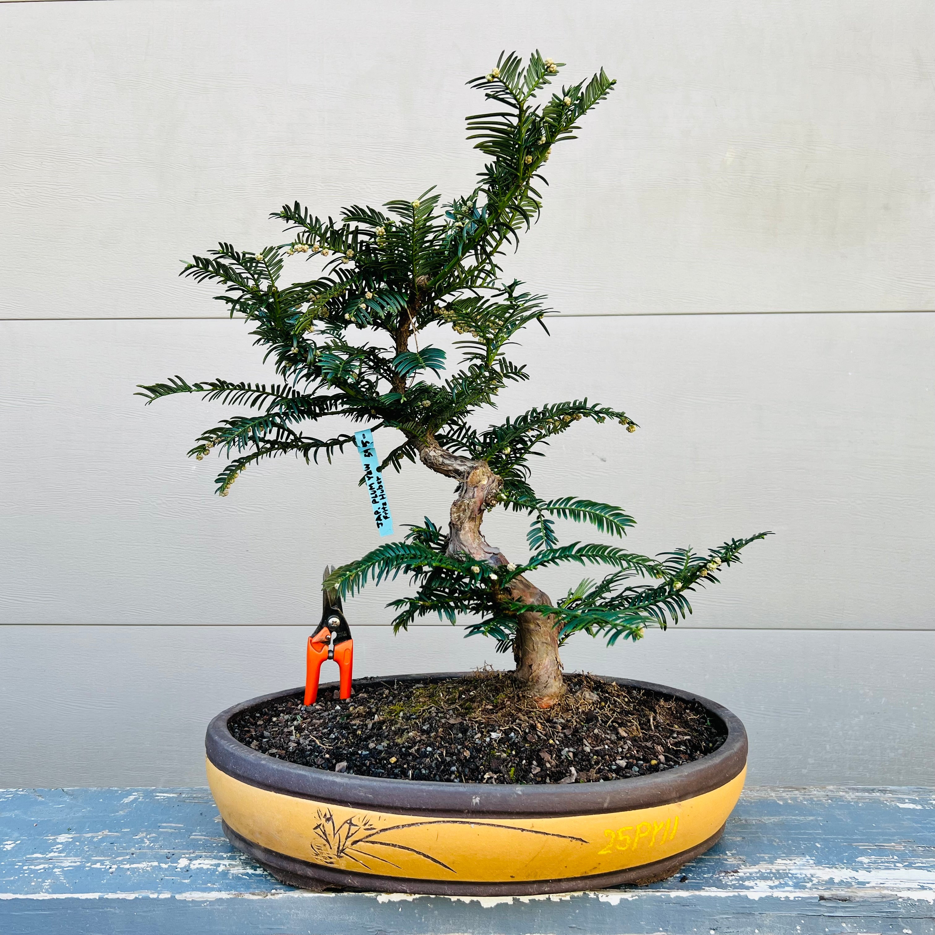 Japanese Plum Yew - Cephalotaxus 'Fritz Huber' – Bella Bonsai Nursery