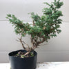 Foemina Juniper Bonsai