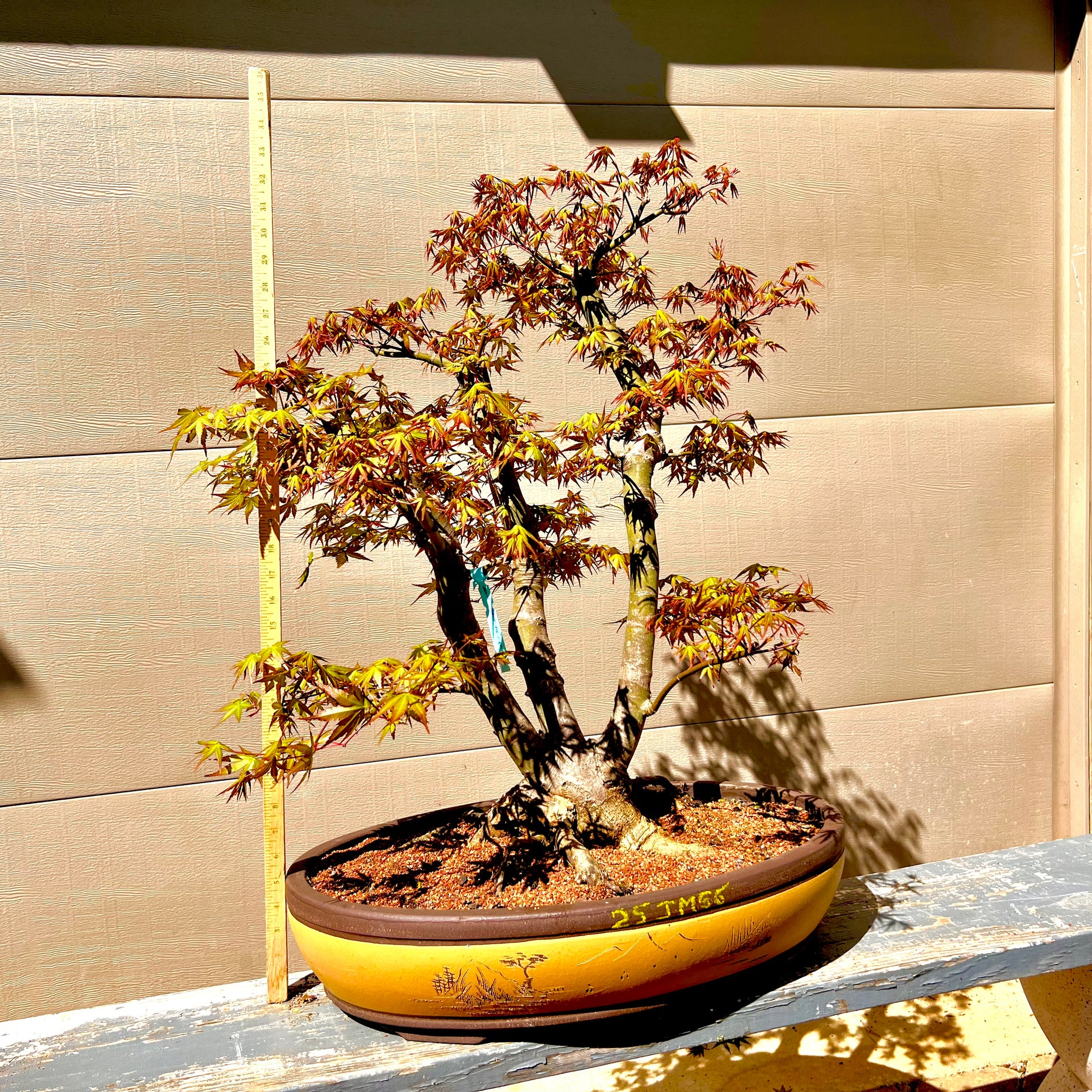 bonsai blue maple tree for sale Japanese Maple Bonsai Tree 25JM56 – Bella Bonsai Nursery
