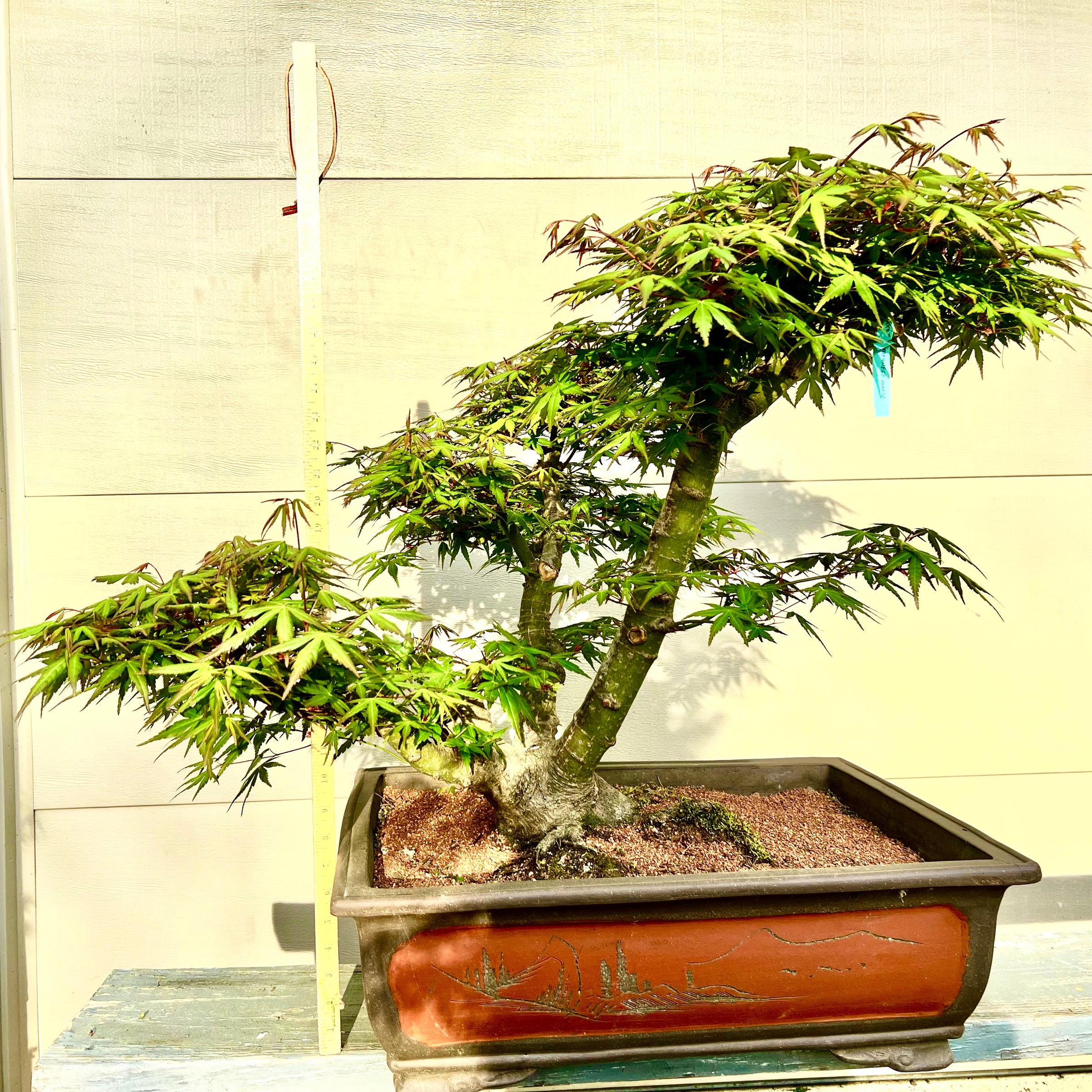 indoor maple bonsai tree Japanese Maple Bonsai Tree 25JM80 – Bella Bonsai Nursery