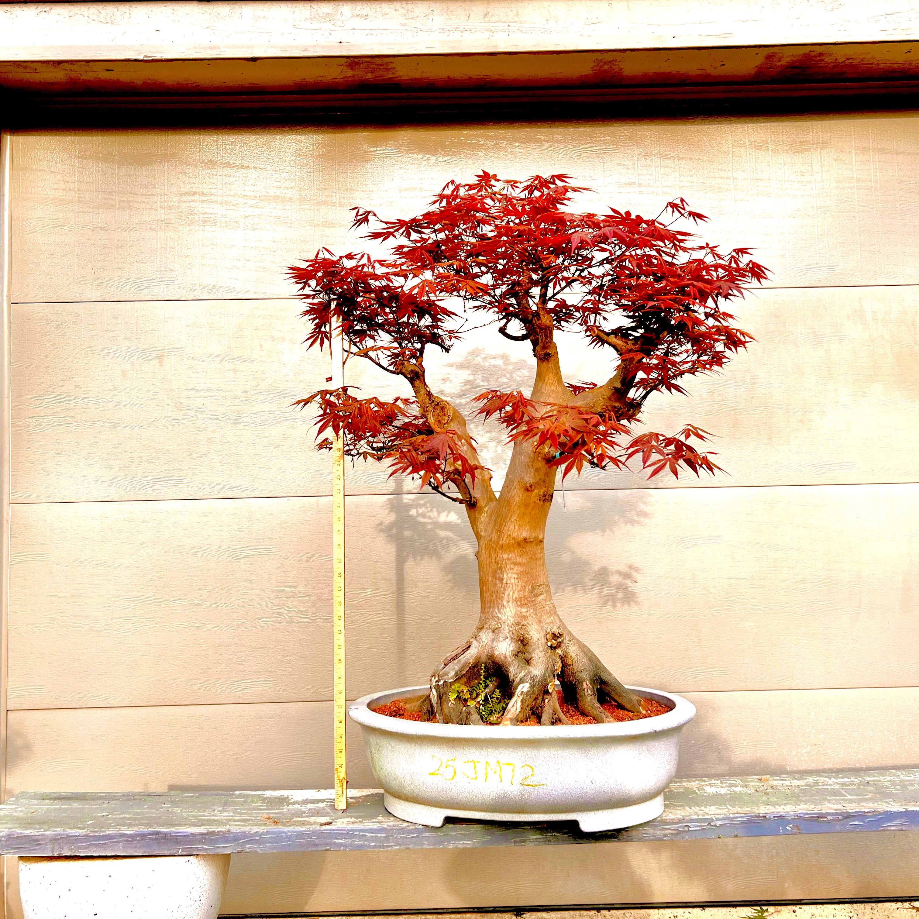 Japanese Maple Bonsai Tree 25JM72 – Bella Bonsai Nursery
