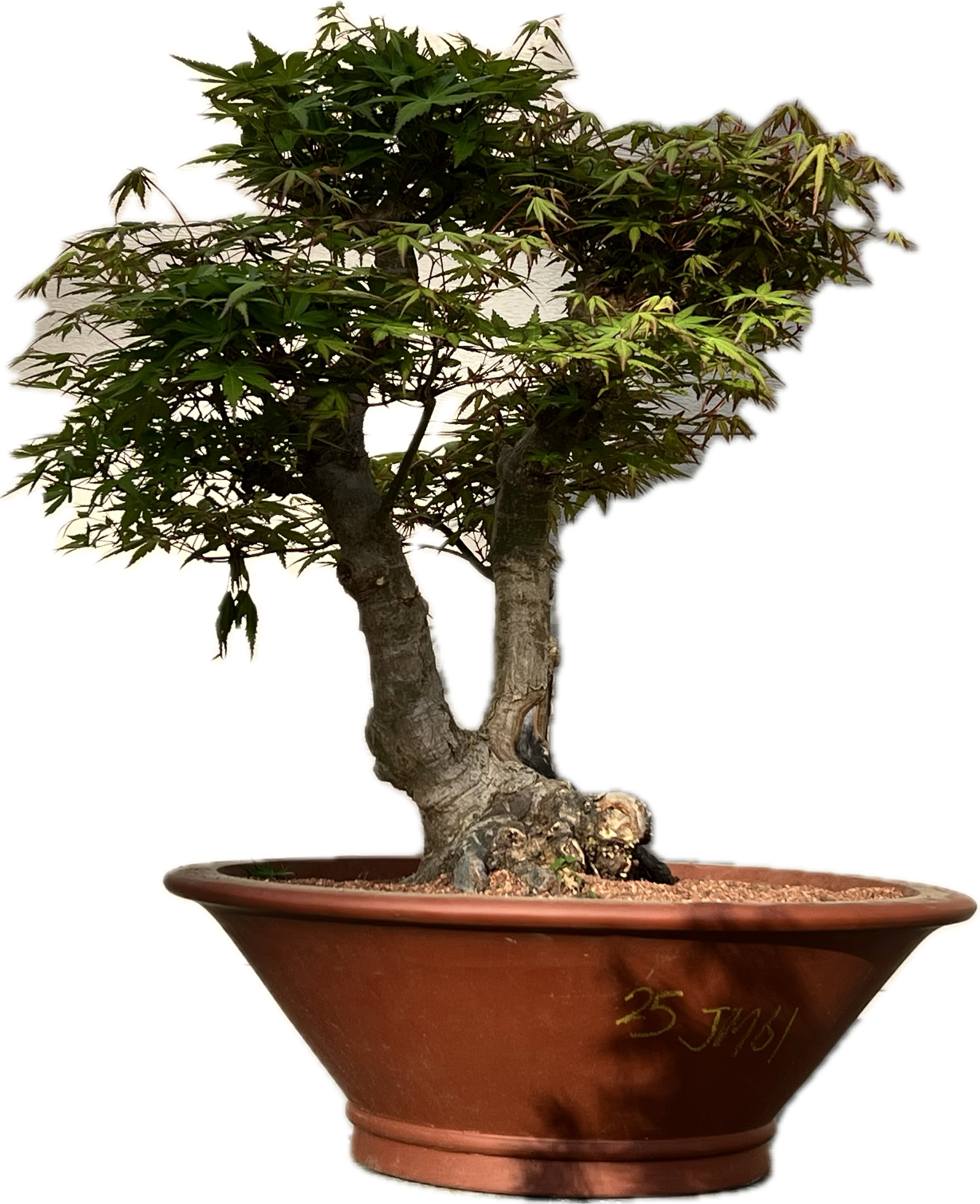 bonsai trees for sale minneapolis Japanese Maple Bonsai Tree 25JM61 – Bella Bonsai Nursery