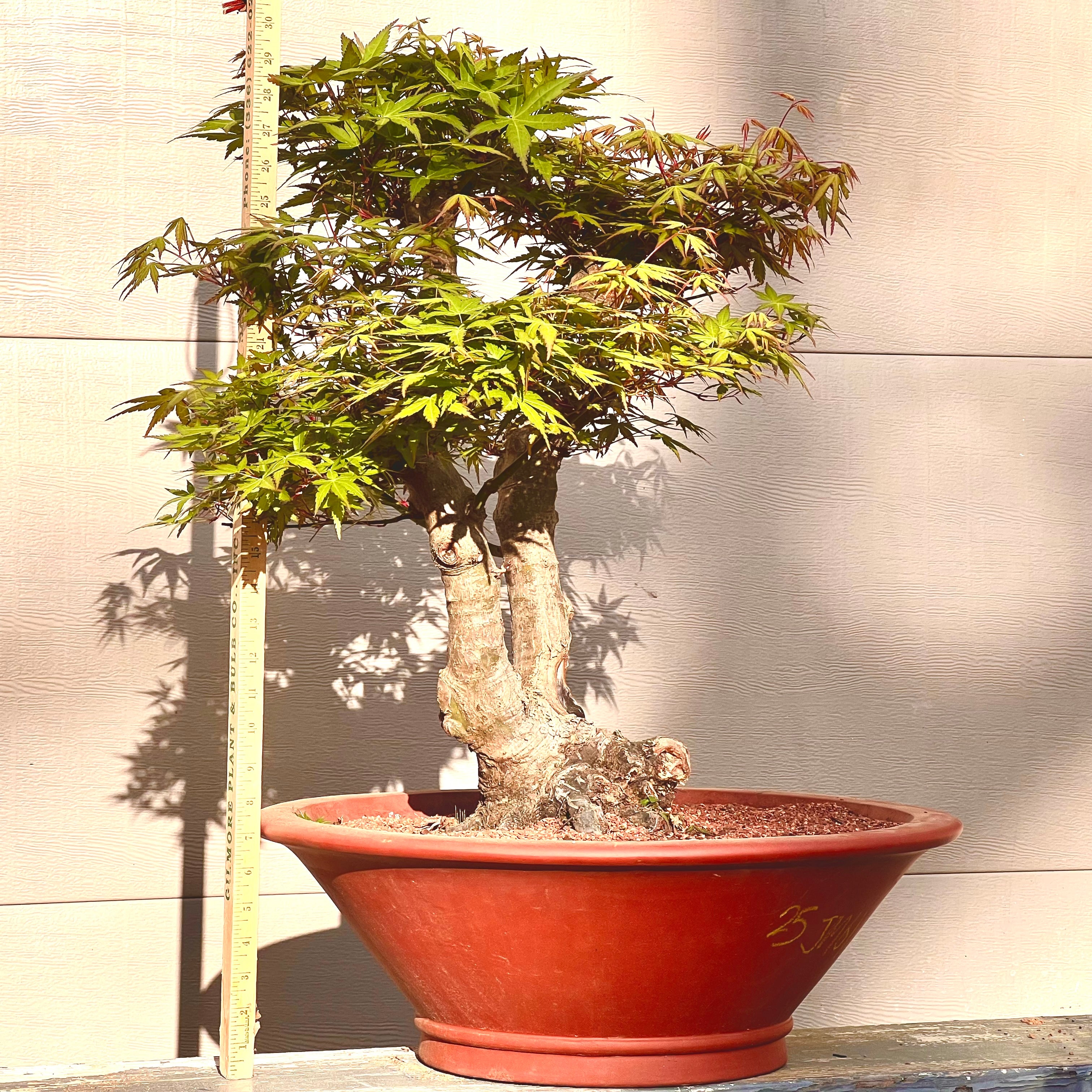 米山舞　everlasting plants Emerald Lace — Metro Maples