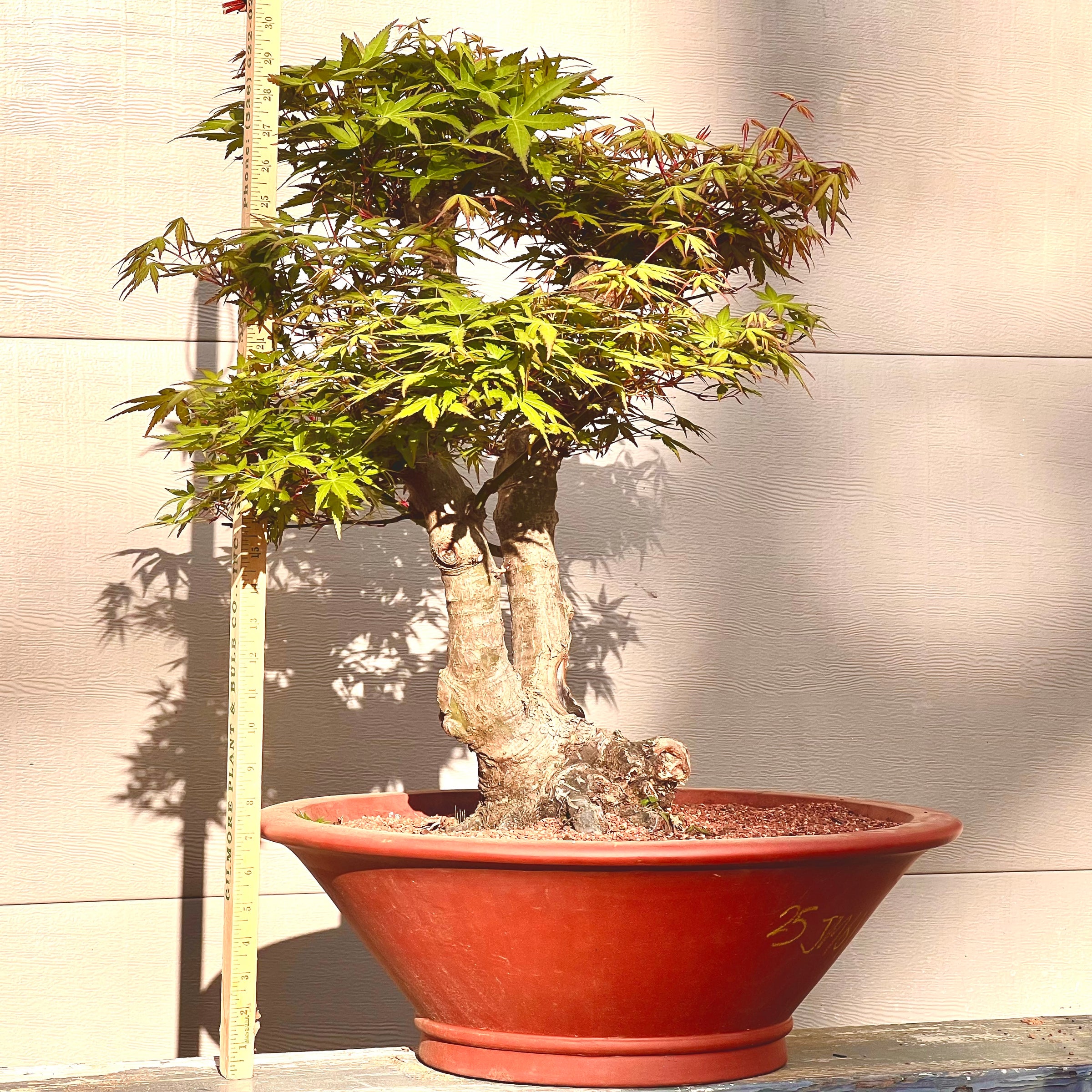 bonsai trees for sale minneapolis Japanese Maple Bonsai Tree 25JM61 – Bella Bonsai Nursery