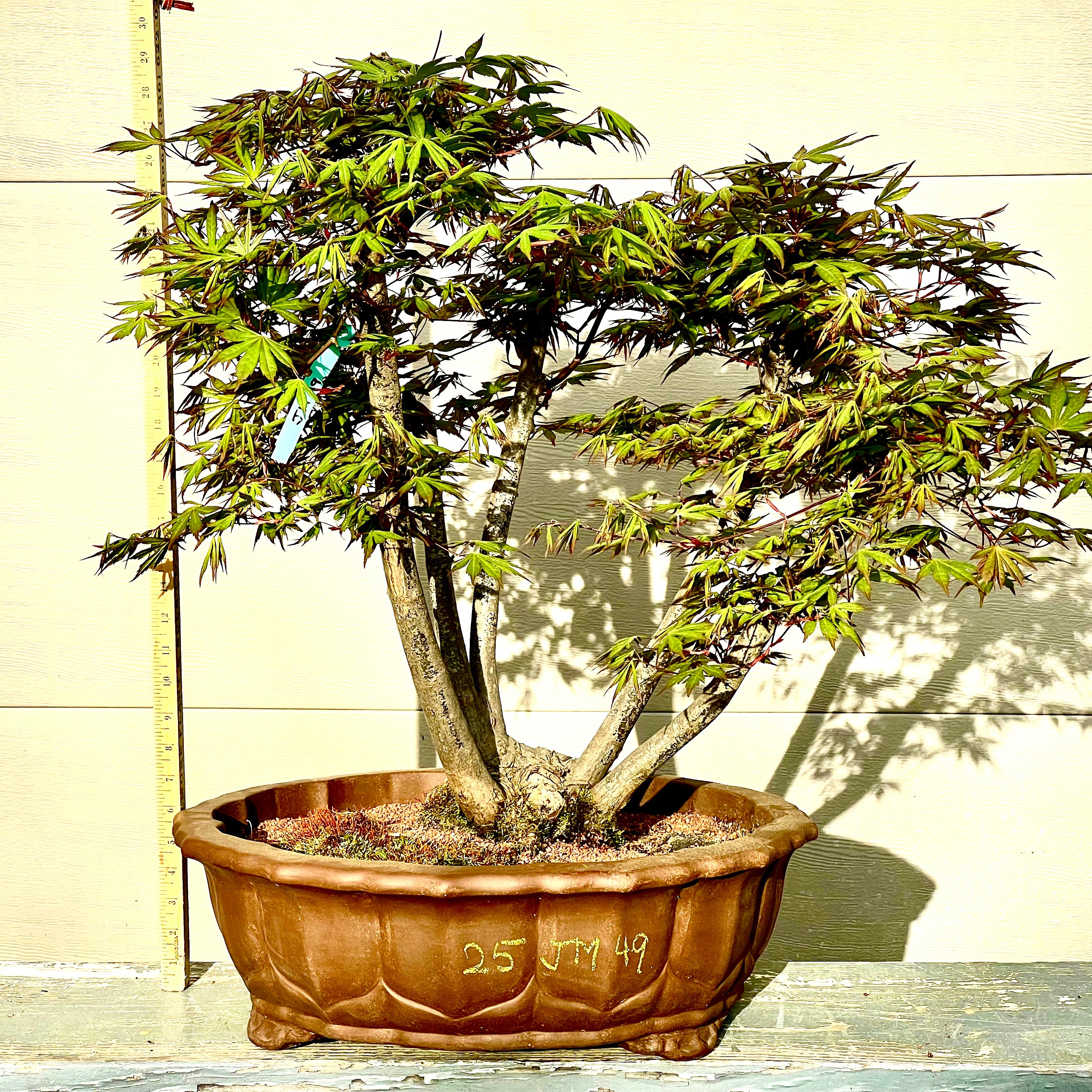 その他 MapleTree Japanese Maple Bonsai Tree 25JM49 – Bella Bonsai Nursery