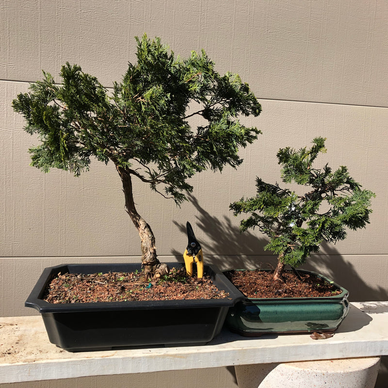 Hinoki Cypress