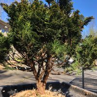 Hinoki Cypress