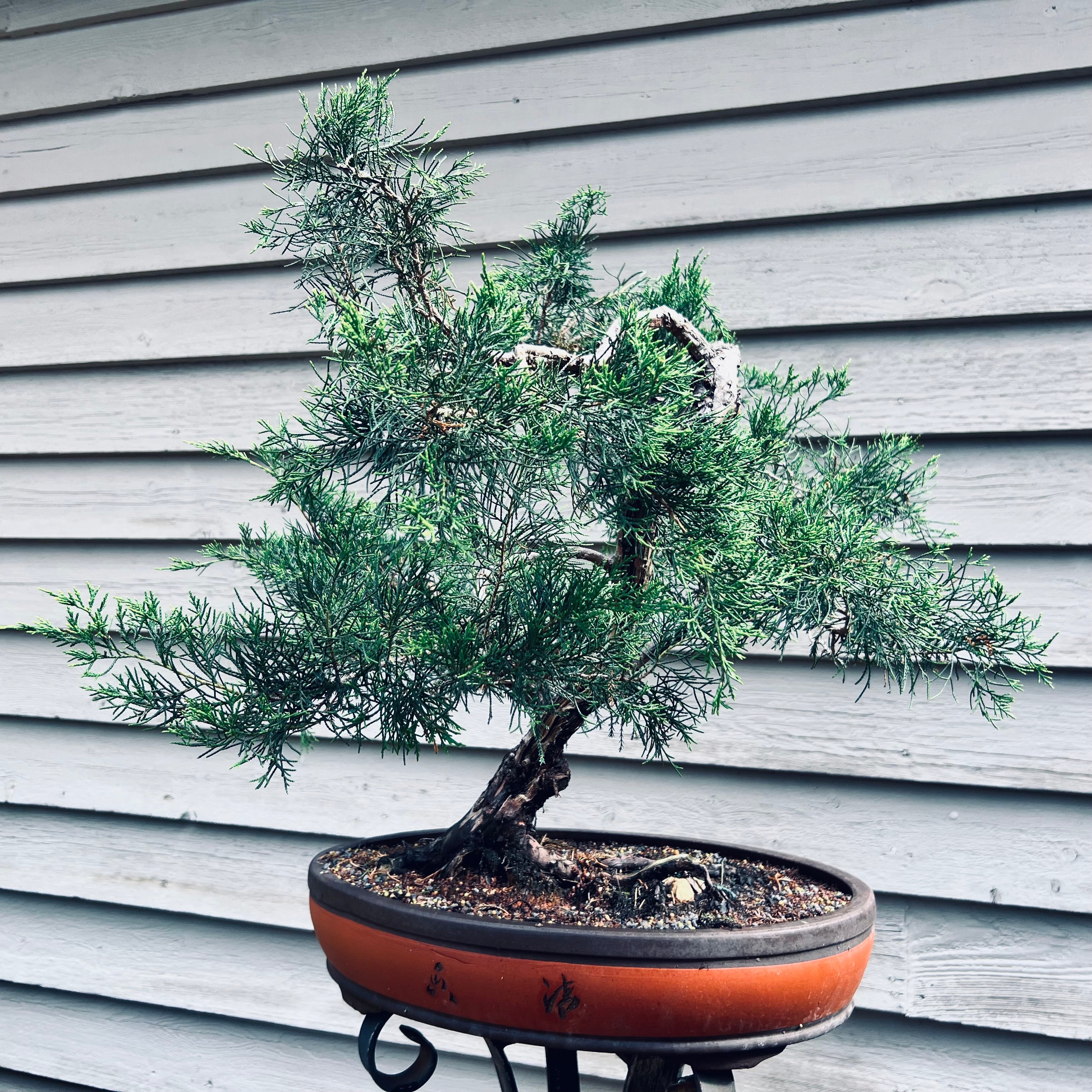 Shop All Bonsai Page 3 - Bella Bonsai Nursery