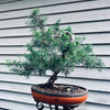 Sea Green Chinese Juniper Bonsai 25SG11