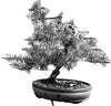 Sea Green Chinese Juniper Bonsai 25SG11