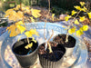 Ginkgo Maidenhair tree Bonsai