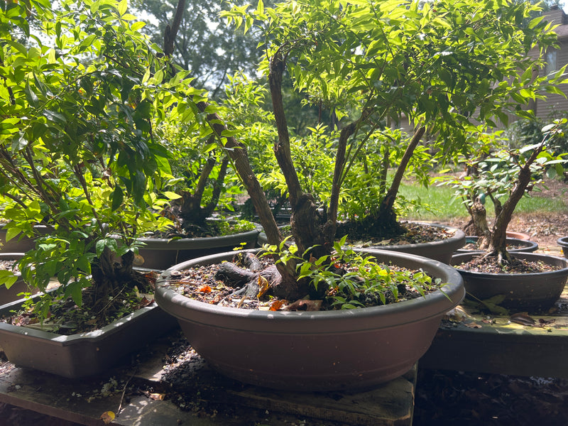 Agarista Bonsai Tree - Florida Leucothoe