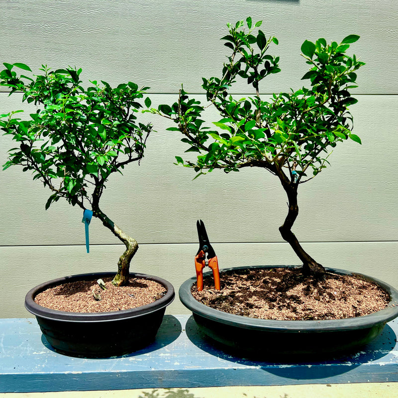 Japanese Snowbell Bonsai Tree