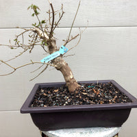 Trident Maple 20G