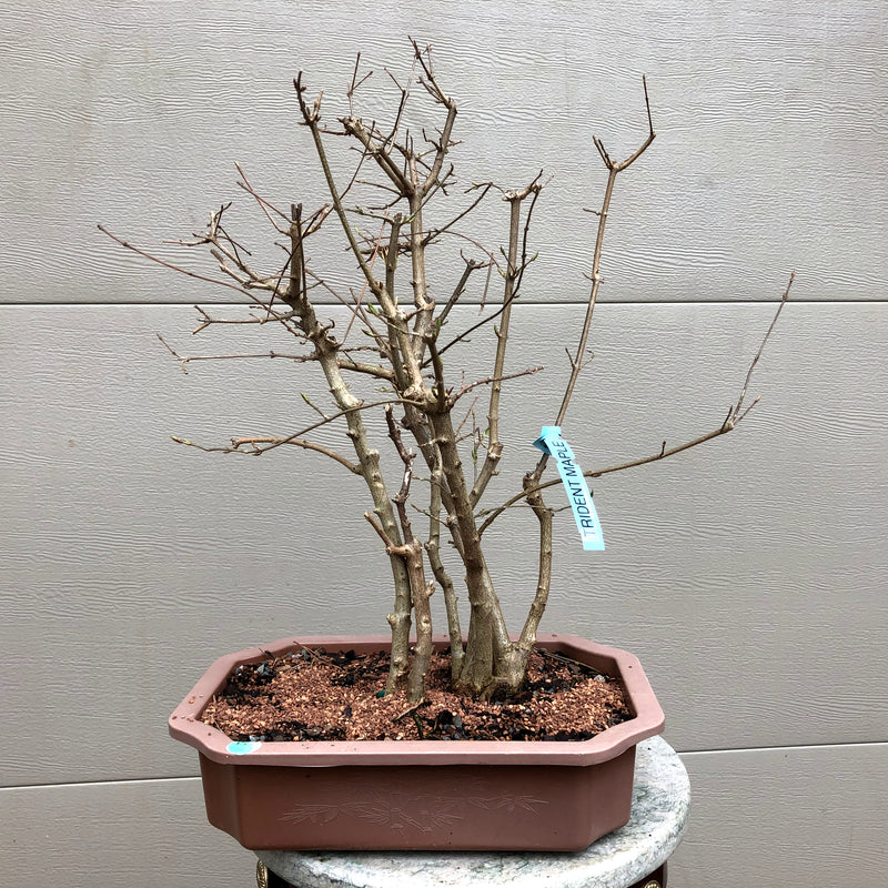 Trident Maple Group 4