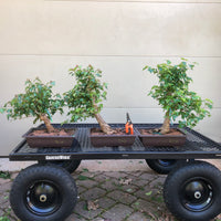 Trident Maple Bonsai Tree