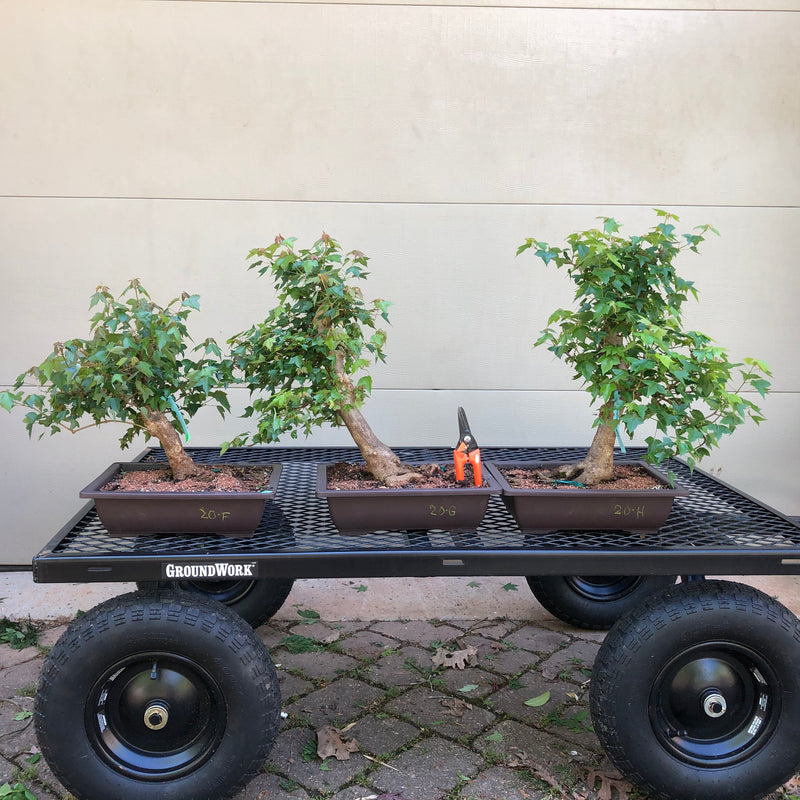 Trident Maple Bonsai Tree