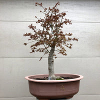 Japanese Maple Bonsai 2010