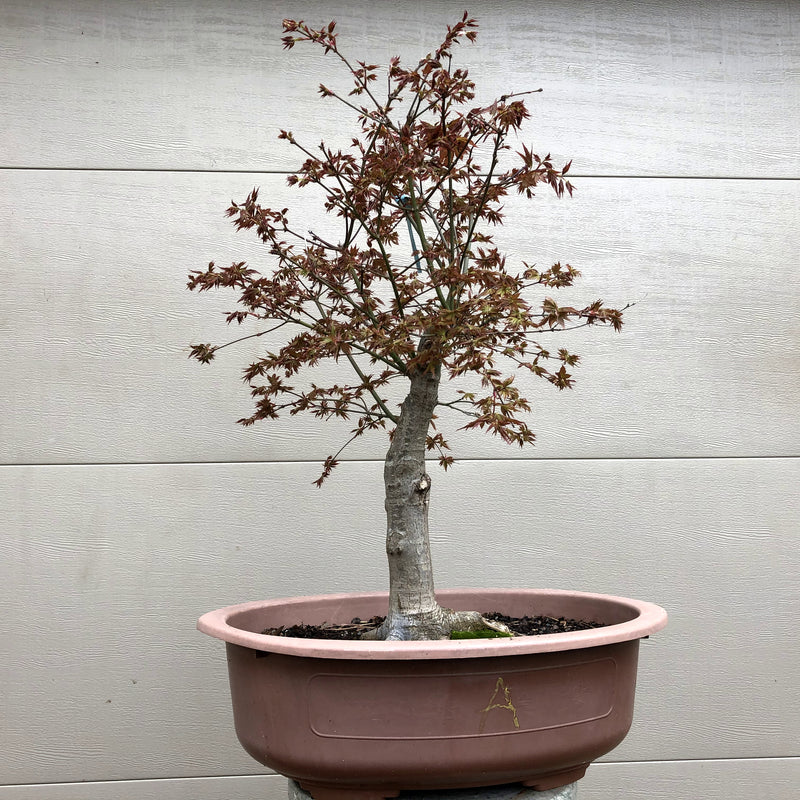 Japanese Maple Bonsai 2010