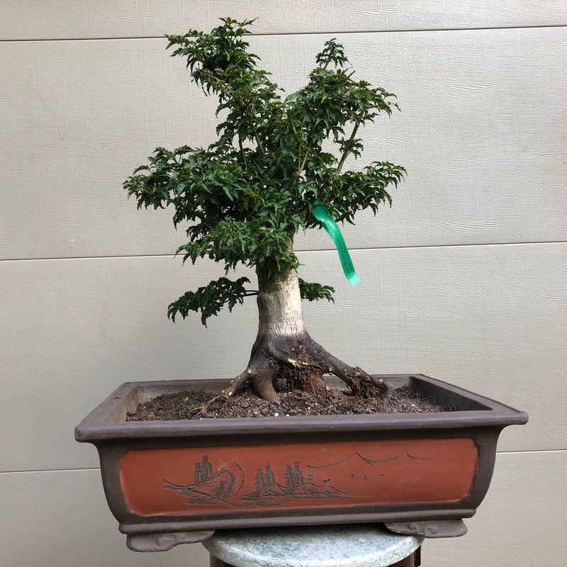 Shishi Yatsubusa Japanese Maple Bonsai Tree